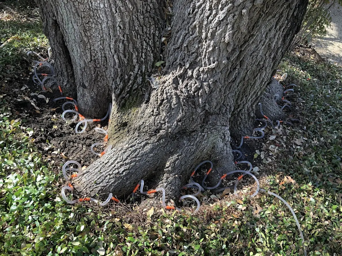 Detailed Tree Cabling and Bracing job site in Brownville Junction