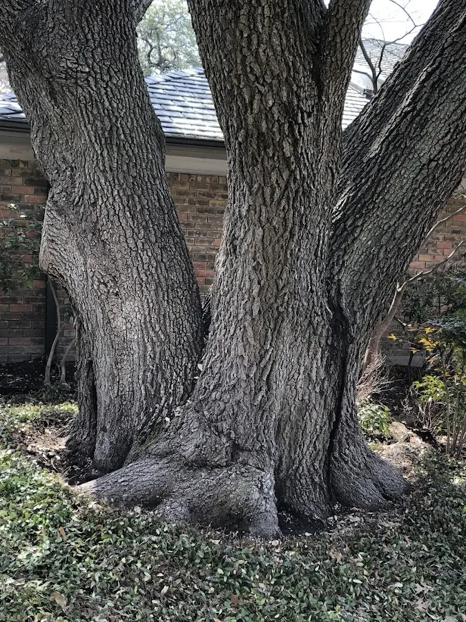 Mature heritage tree close to a Brownville Junction property cared for by certified arborists